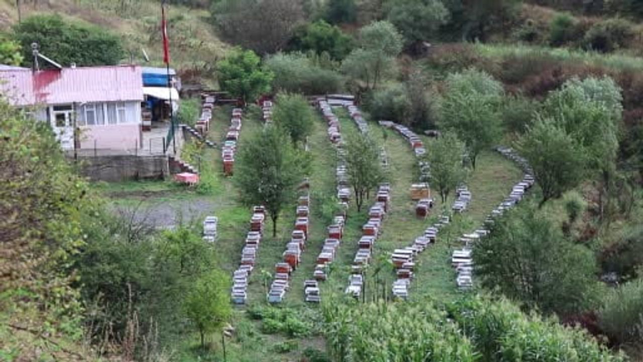 Yüksek rakımın sporcu arıcısı: 440 kovanla 21 yıldır organik bal üretiyor