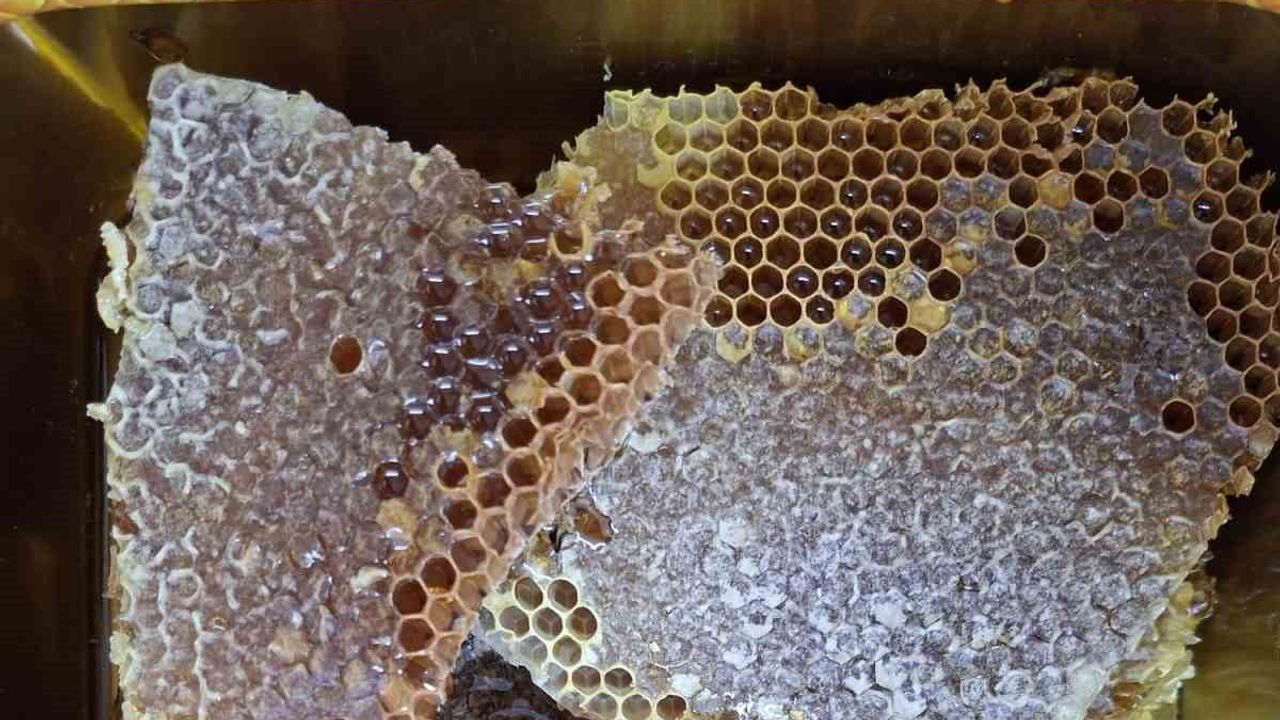Yüksek rakımlarda meşe kütüklerinden kütük balı hasadı