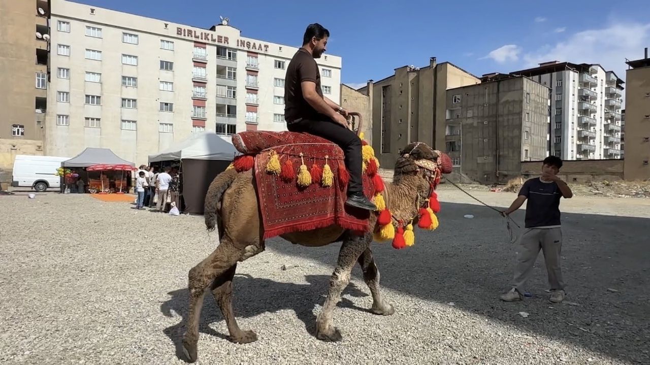 Yüksekova'da hayvanlarla kurulan nostalji köşesi: develer ve midilli atları ilgi gördü