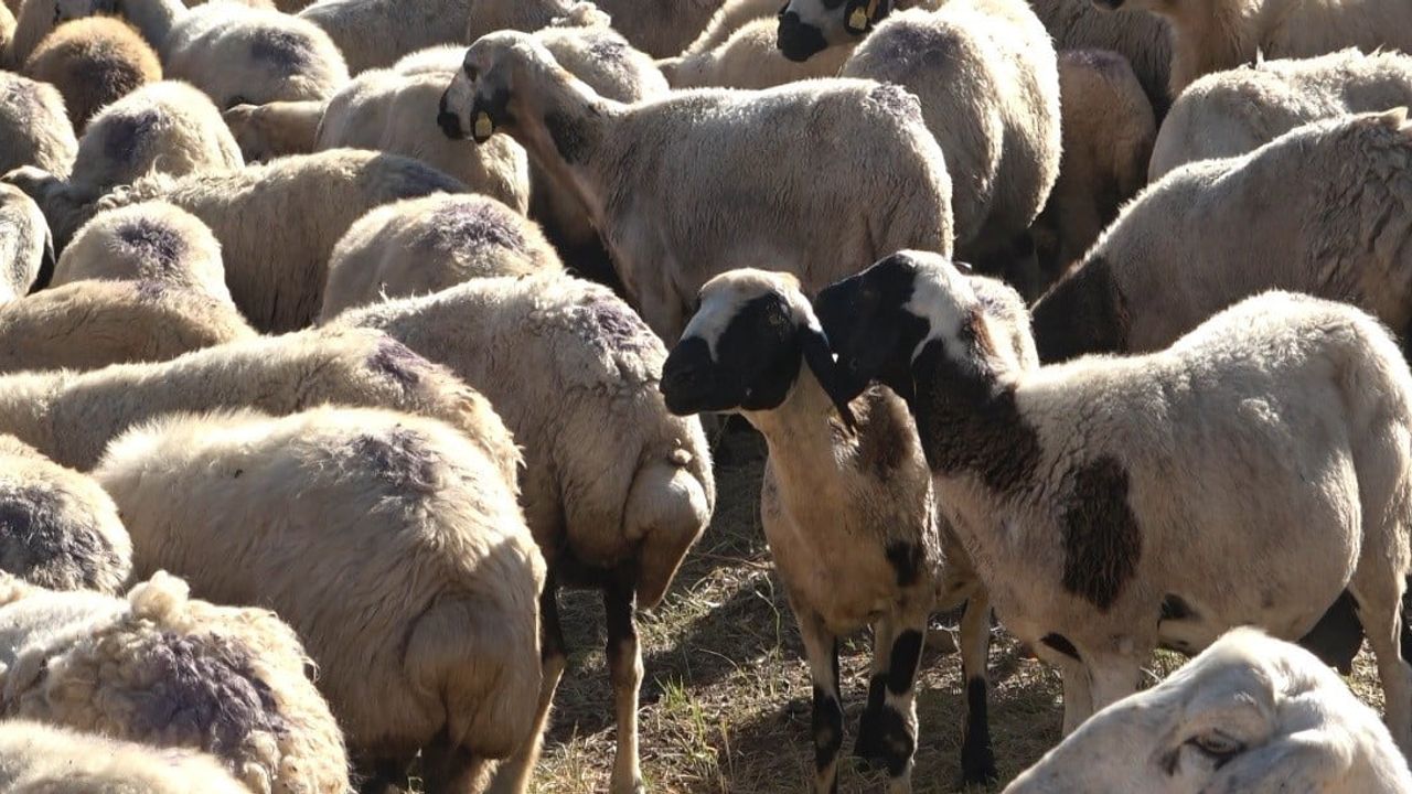 Yükselen maaşlara rağmen Tunceli'de çoban bulunamıyor