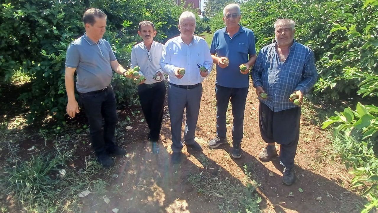 yüreğir'de dolu baskını, 35 bin dönümlük tarım alanında hasar bıraktı