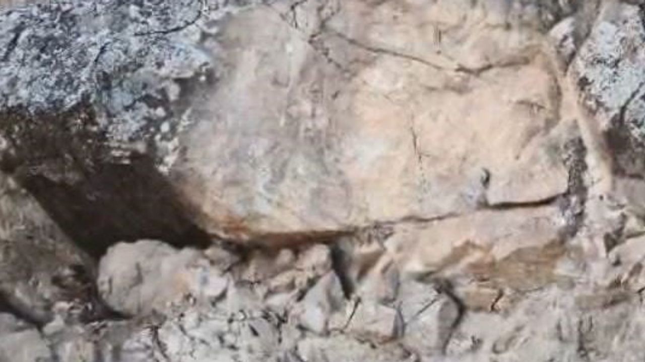 Yusufeli'nde kayalıkların arasında annesinden süt emen dağ keçisi yavrusu