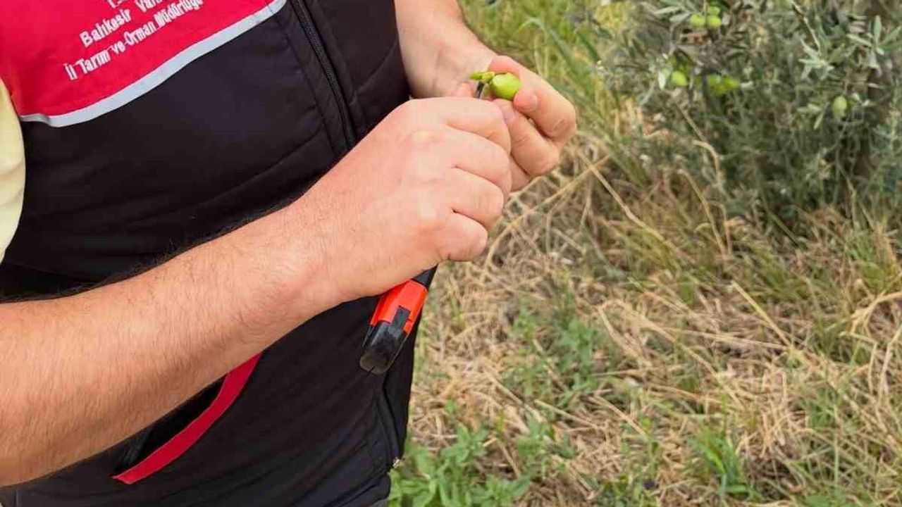 Zeytin hasadı öncesi Burhaniye'de sinek tehdidine karşı seferberlik