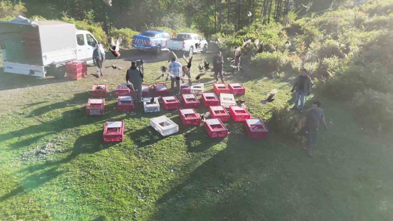 Zonguldak ormanlarında sülünlerle ekosistem destekleniyor