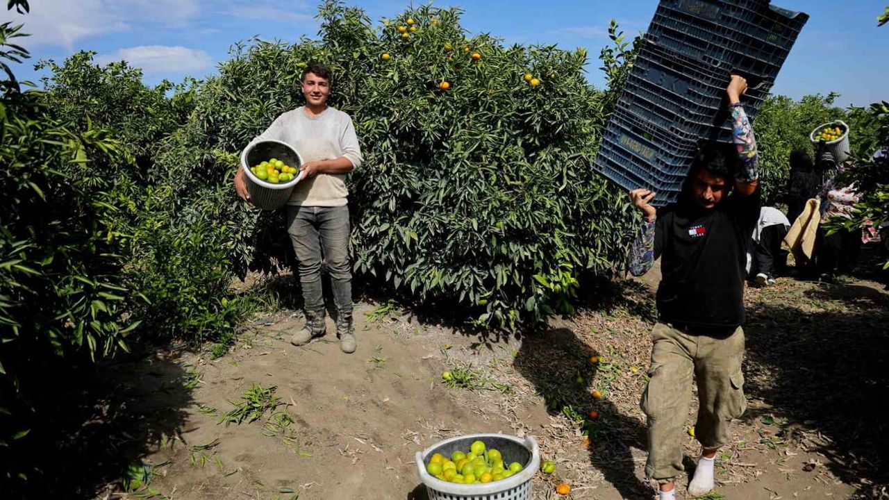 Adana'da erkenci mandalina hasadı başladı, üretici ihracat umudu bekliyor