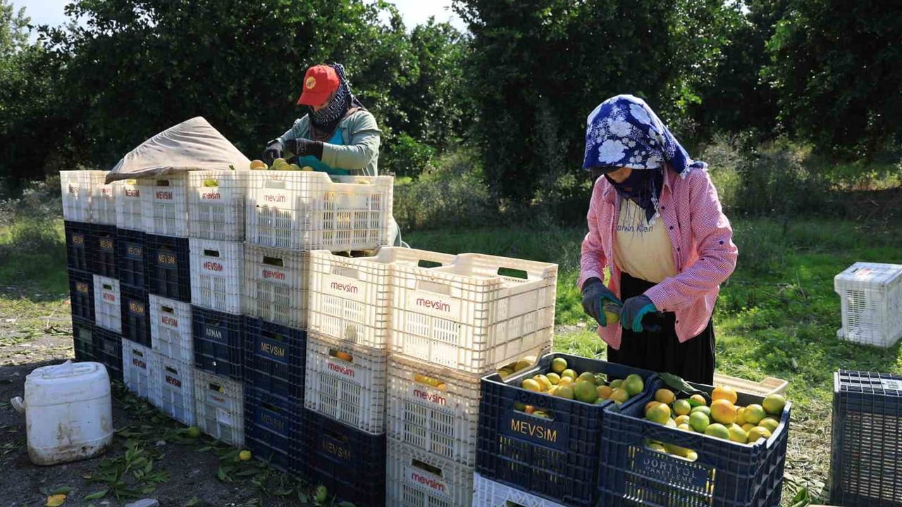 Adana'da mandalina fiyatları ihracat darboğazıyla dalında 3 liraya indi
