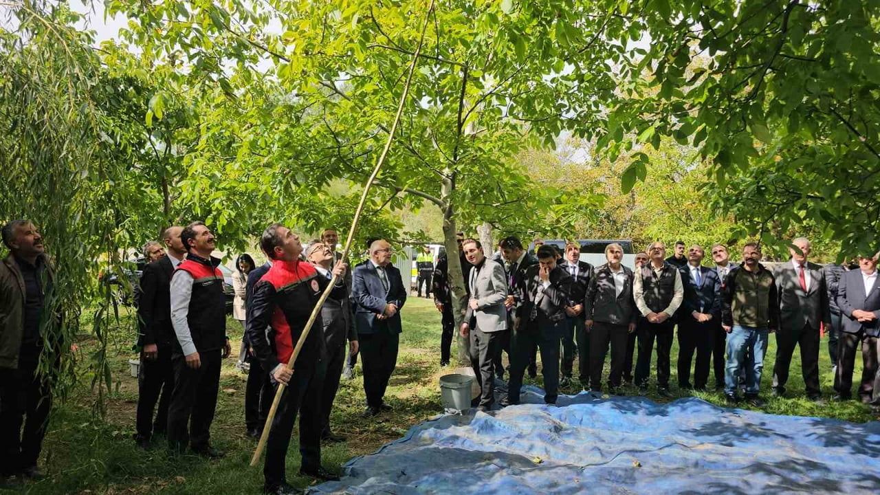 Adilcevaz'ın tescilli cevizi tarladan pazara: hasat başladı