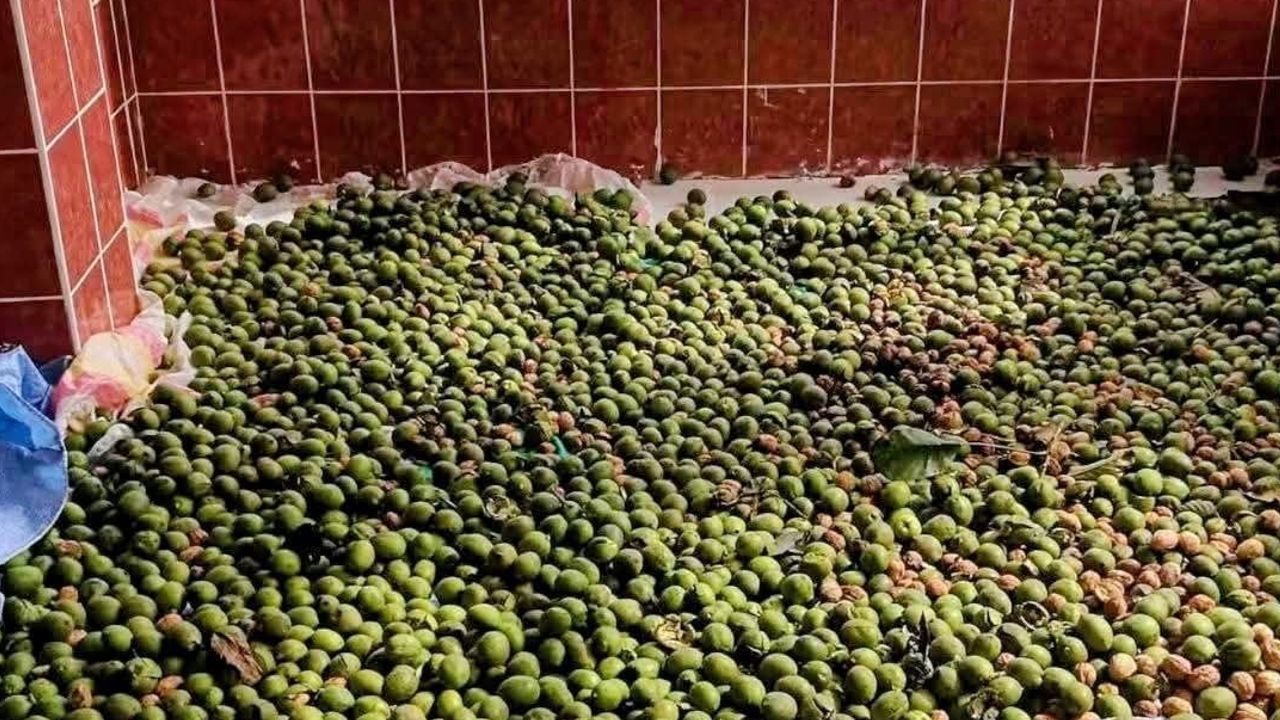 Ağasar'da toprağa sevgiyle kurulan ceviz bahçesi