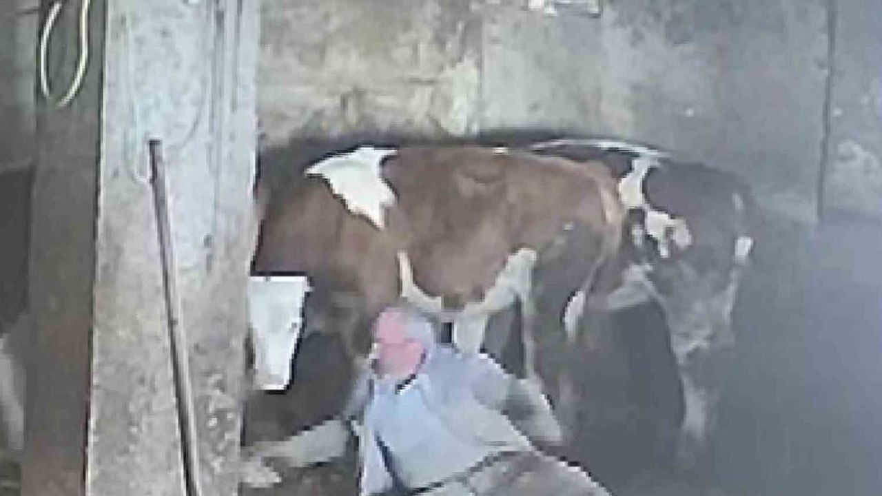 Ahırda beklenmedik tekme: besici sevmek istediği ineğin darbesiyle yere düştü