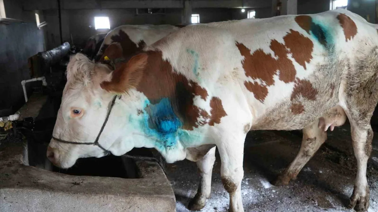 ahırda iki saatlik operasyonla yemek borusundaki armut çıkarılan gebe inek iyileşti
