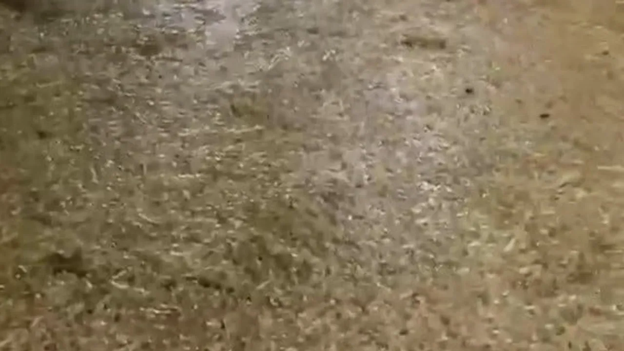 Ahırda mahsur kalan büyükbaşların çaresiz bekleyişi Karasu'da kaydedildi
