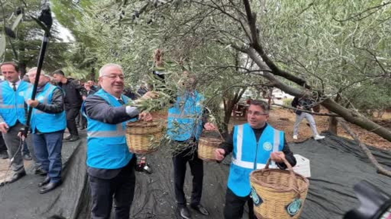 Akademinin zeytini sahaya indi: Edremit'te hasat şenliği