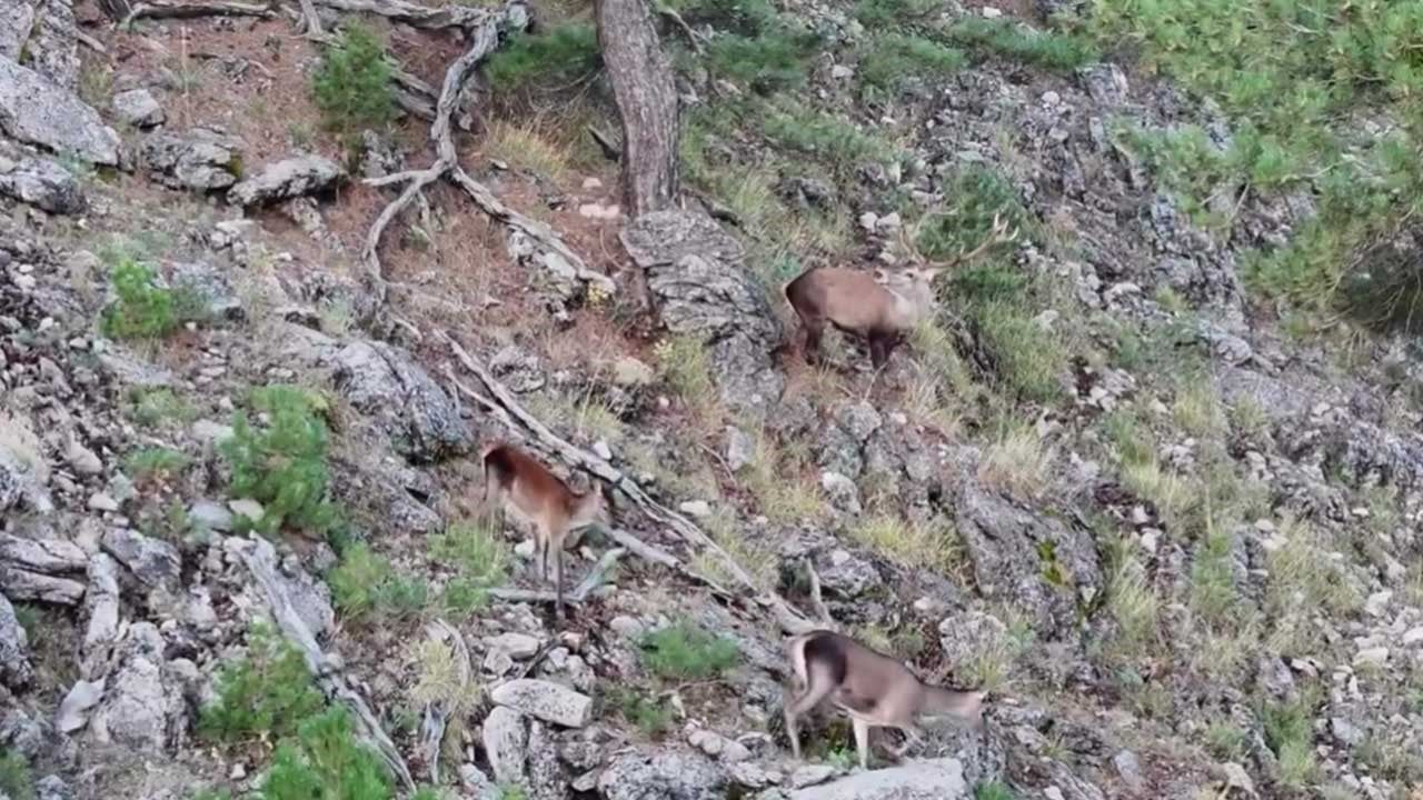 Akdağ’da termal dronlarla kızıl geyiklerin izine girildi