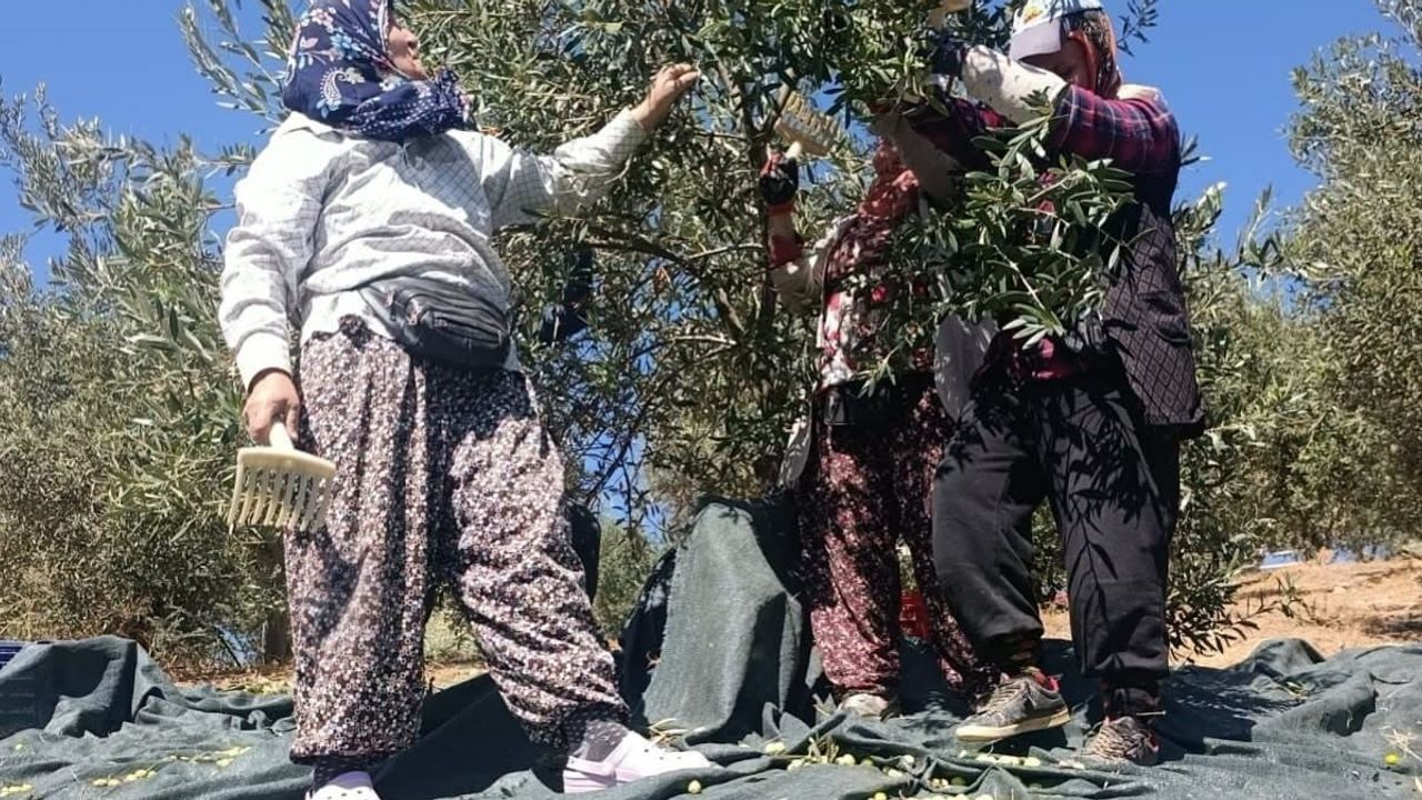 Akhisar'da coğrafi işaretli Domat zeytinleri bahçelerde toplanmaya başladı