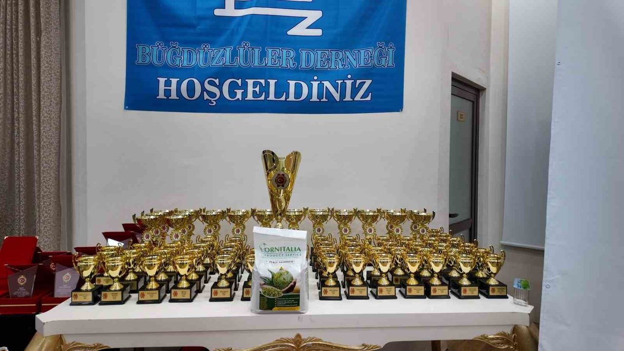 Akyurt'ta Gloster kanaryaların uluslararası buluşması