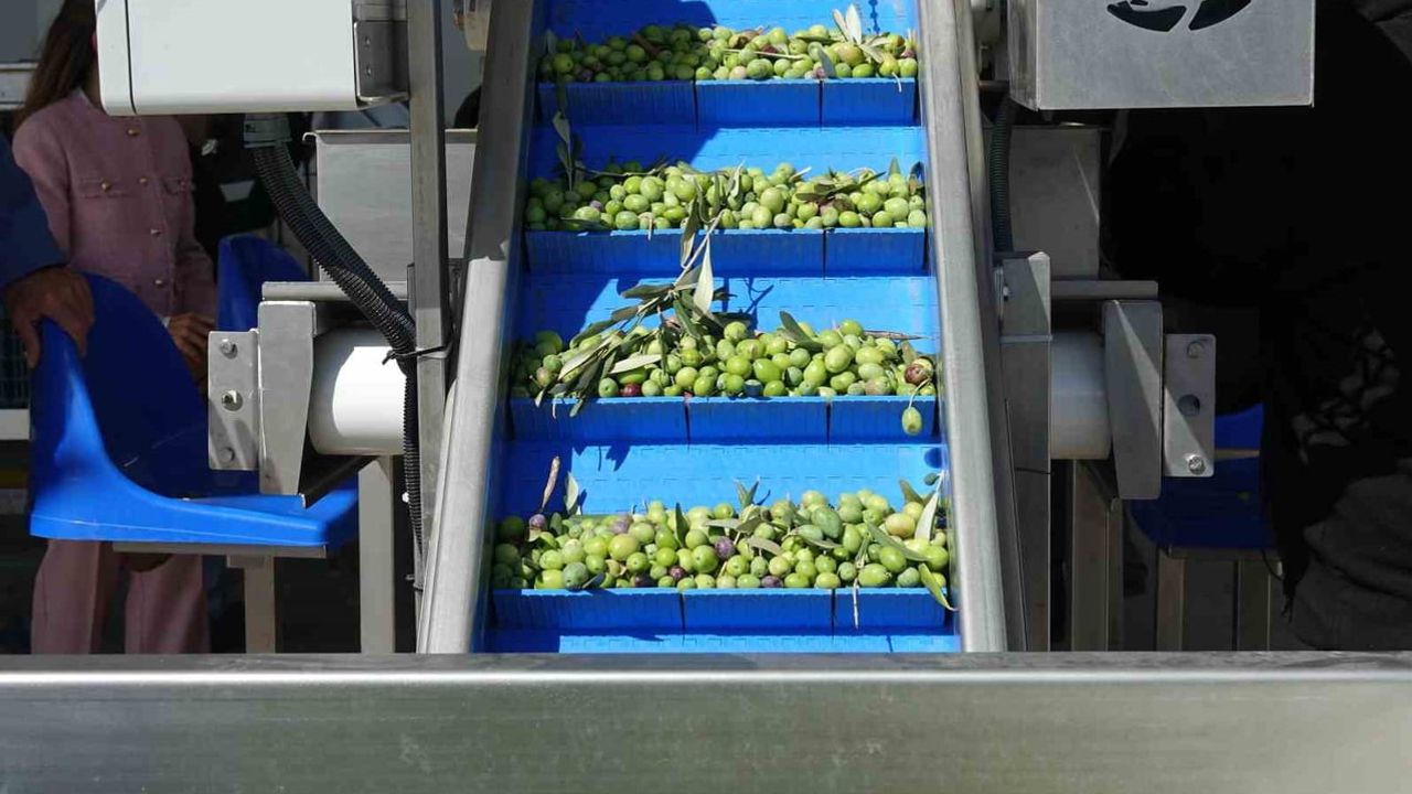 Altınova'da zeytin sezonu dualarla ve hayır yemeğiyle açıldı