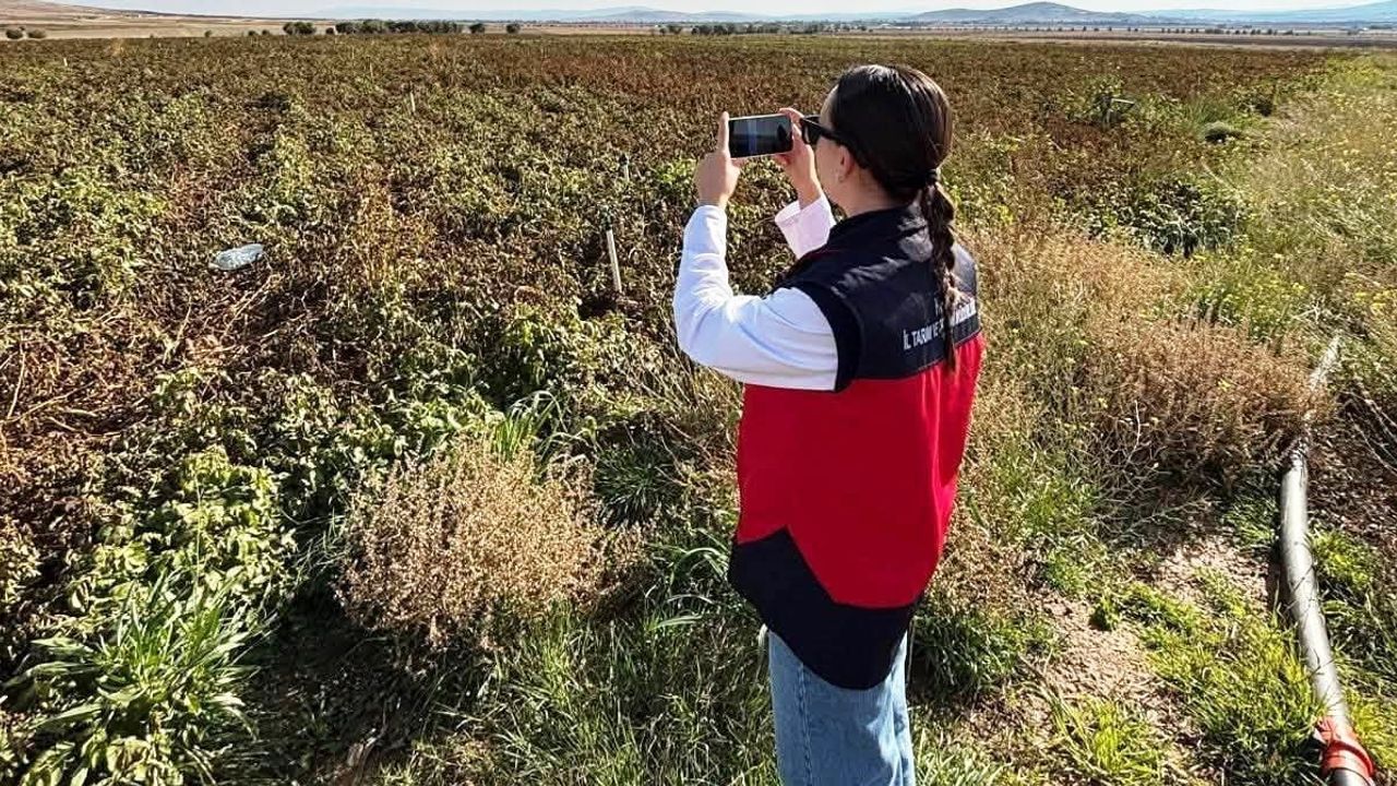 Altıntaş'ta üretim doğrulaması için referans parsel ve yem bitkileri denetimi