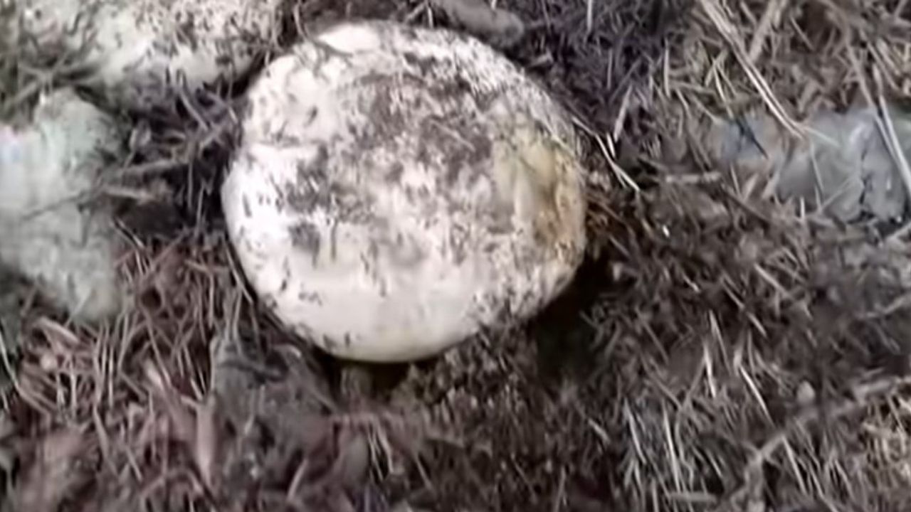 Andırın dağları sonbaharın yağmuruyla mantar bahçesine döndü