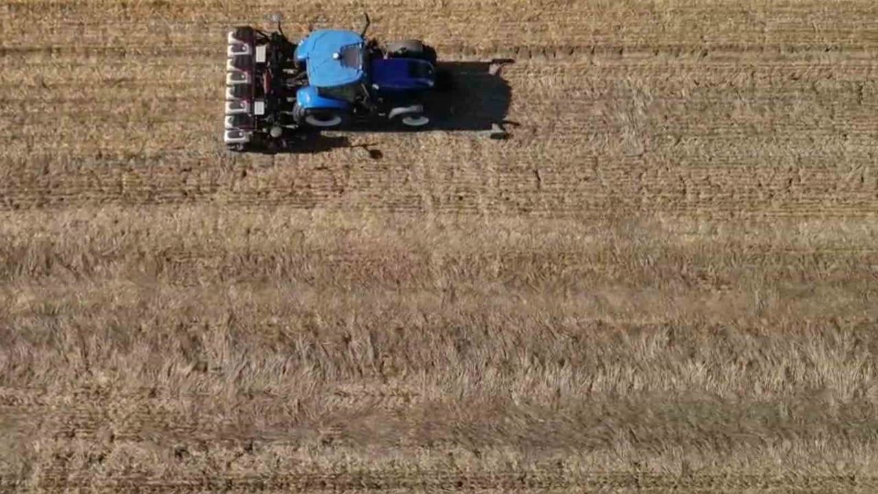 Anıza kanola ekimi Tekirdağ'da 170 dönümlük denemeyle yayılıyor