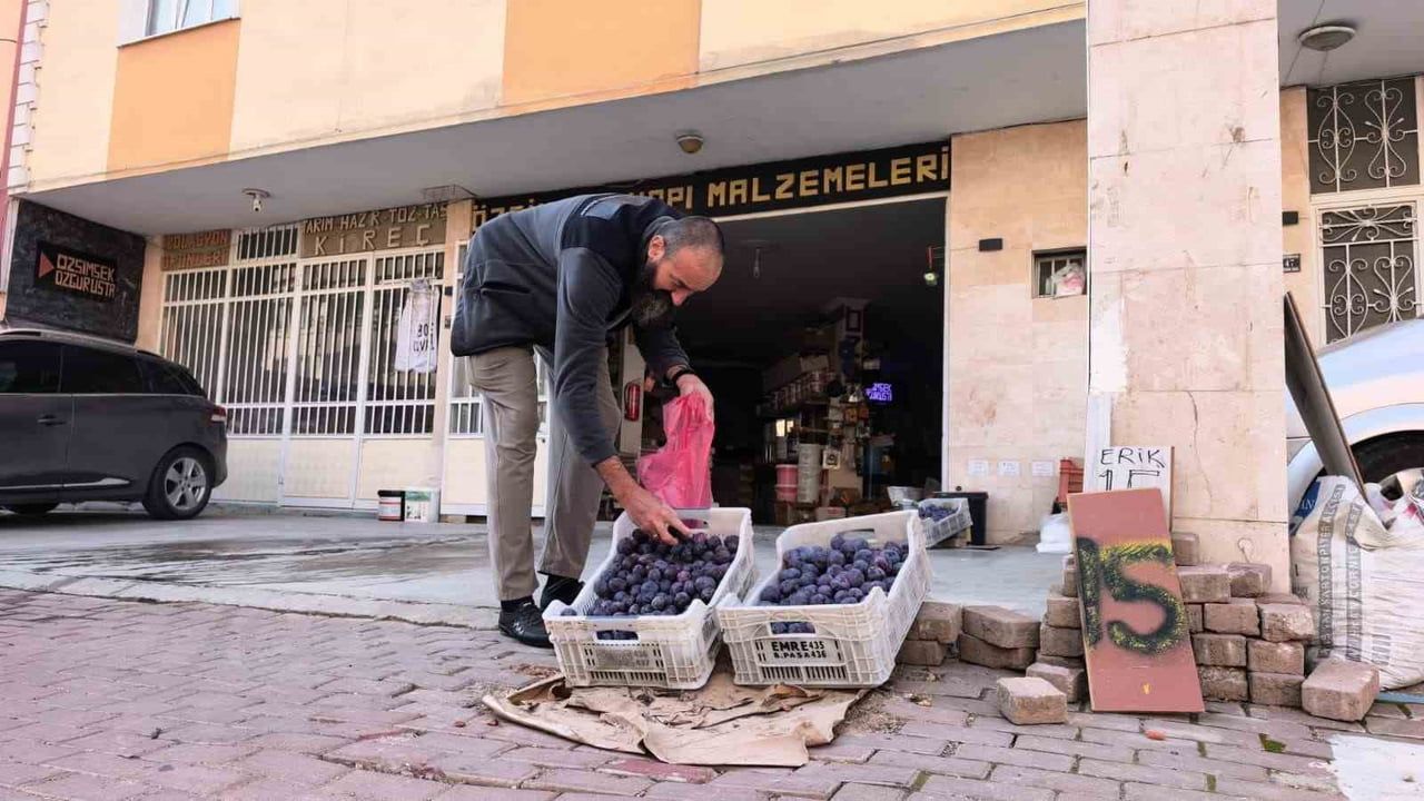 Annemin tarlasındaki 10 ton erik sosyal medyada dayanışma başlattı