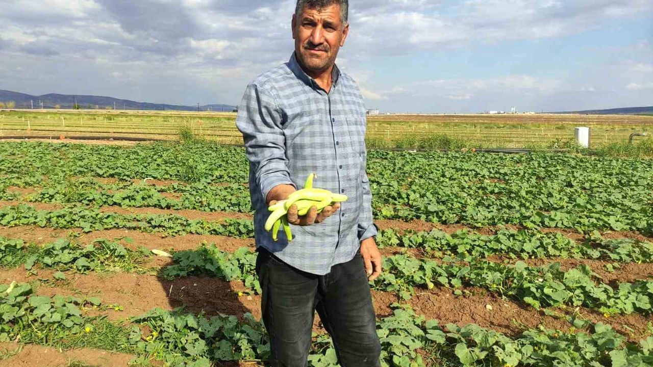 Araban'da turşuluk acur tarladan pazarın gözdesi oldu