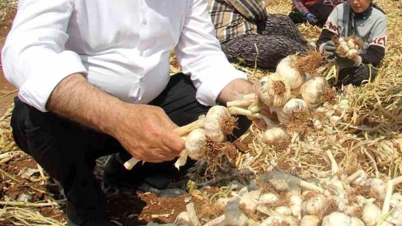 Arabanlı kadın çiftçiler toprağın ve kültürün sürdürücüleri