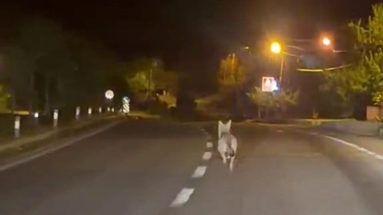 Araçla izlenen bozkurt, Gürün sokaklarında gözden kayboldu