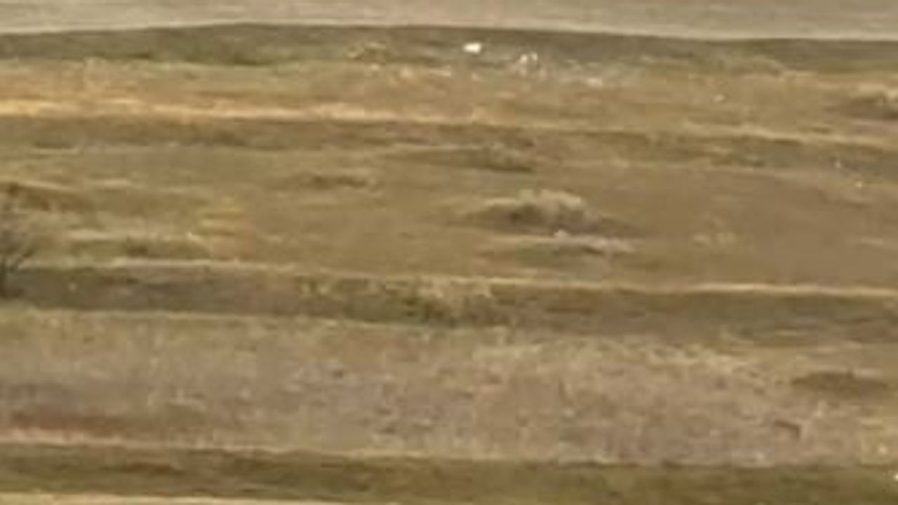 Ardahan Çayağzı çevresinde görülen üç kurt köylere tedirginlik yaşattı