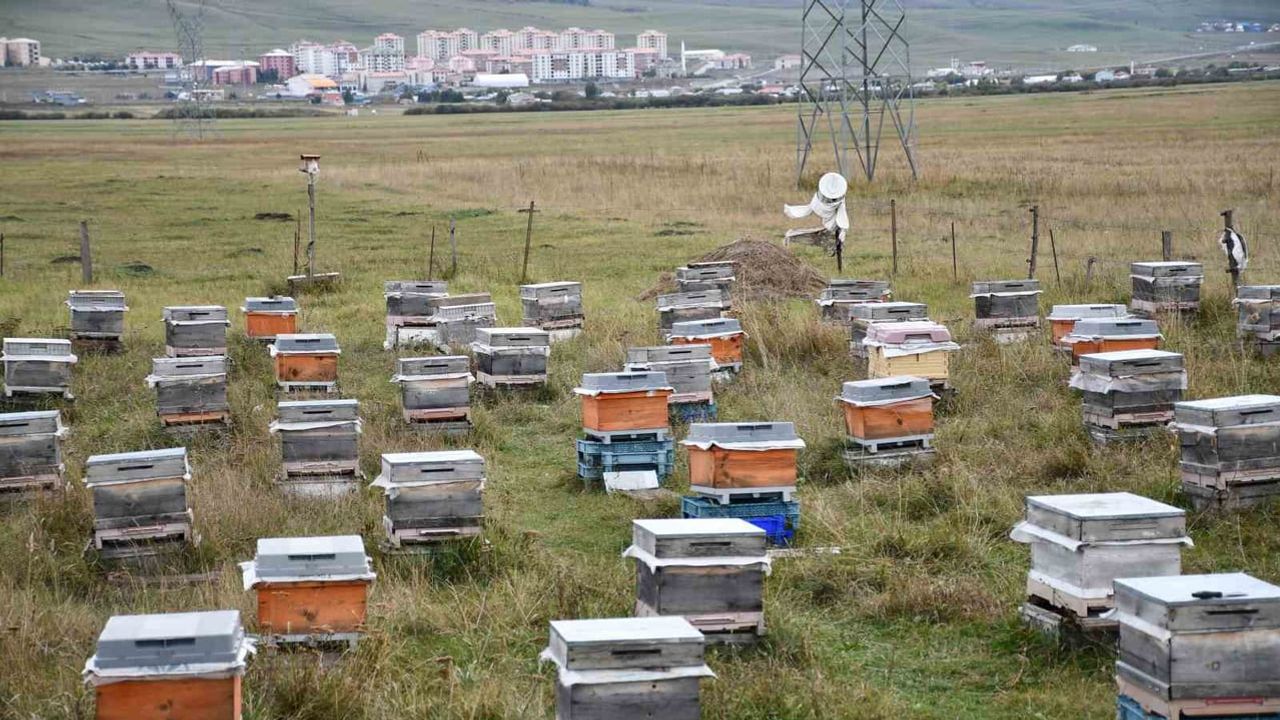 Ardahan'da bal hasadını geride bırakan arıcılar 2027 sezonu için kışa odaklandı
