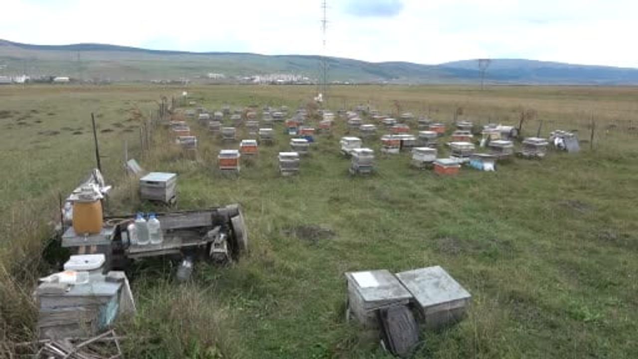 Ardahan'da petekler boşaldı, arıcılar 2027 için kış planını devreye alıyor