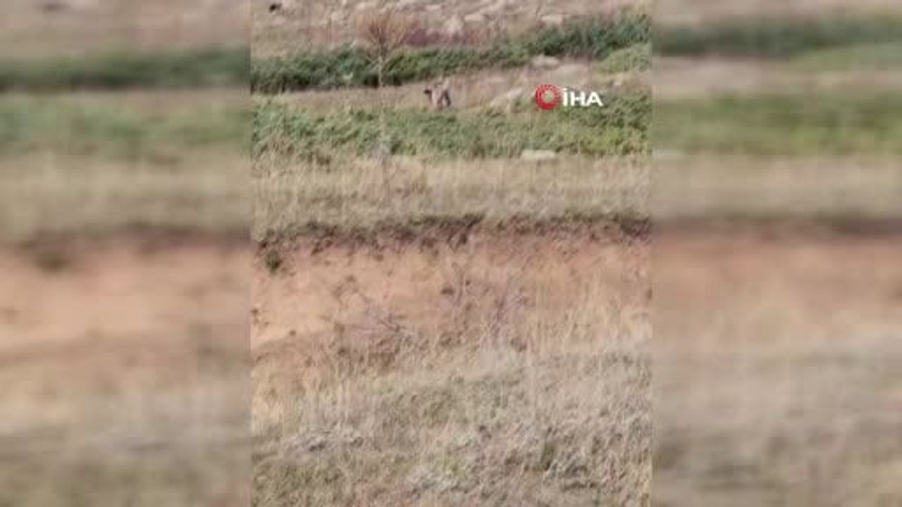 Ardahan yollarında görüntülenen vaşak ailesi yaban hayatına dikkat çekti