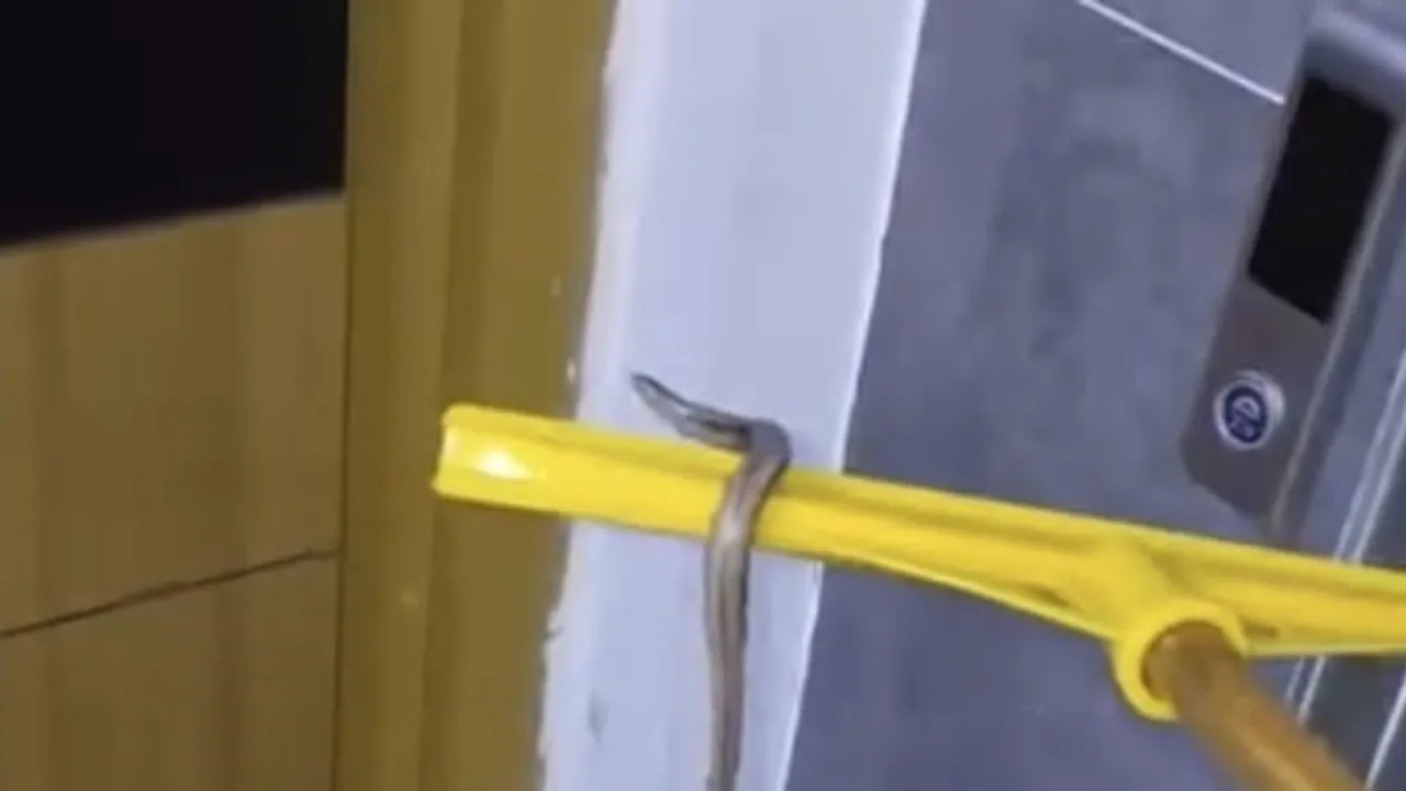 Arnavutköy'de bodrumu su basan binada yılan paniği