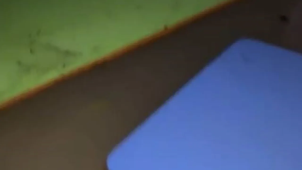 Arnavutköy'de su dolan lojmandan çıkarılan kedi muhtarın dikkatiyle kurtuldu