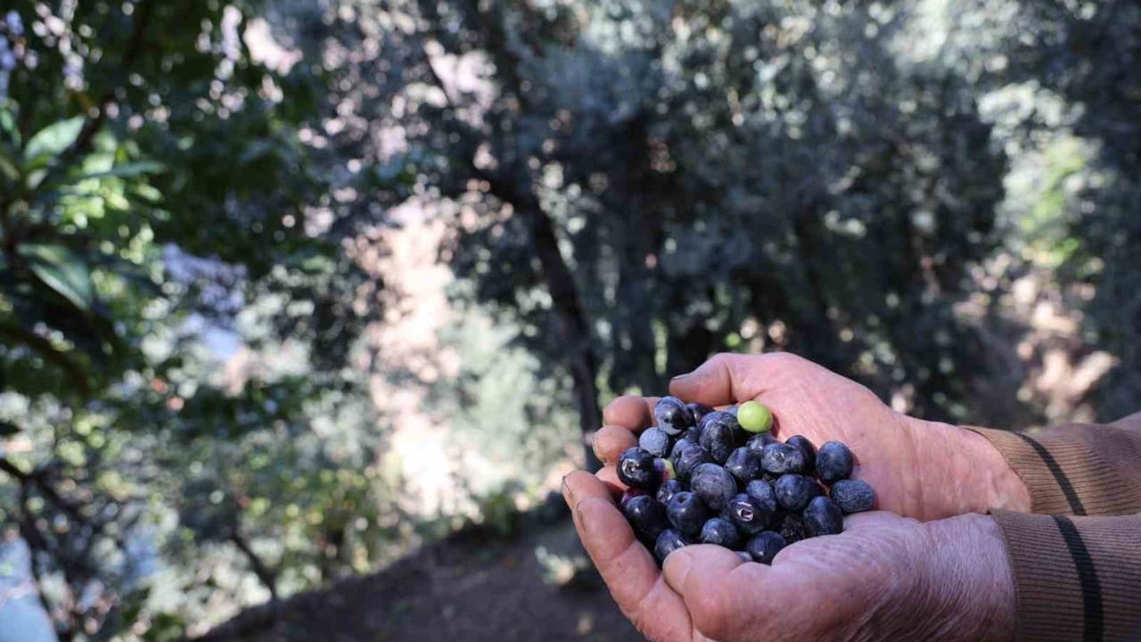 Artvin'de butko zeytininde rekolte artışı ve 2026 fiyatları açıklandı