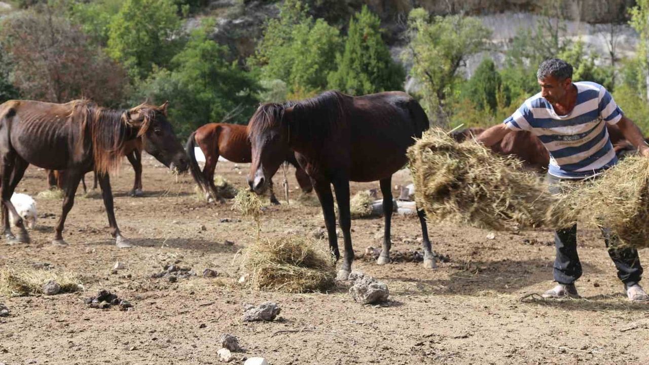 Artvin'de gönüllüler 5 yıldır kesimden kurtulan atlara ve yüzlerce hayvana yuva oluyor