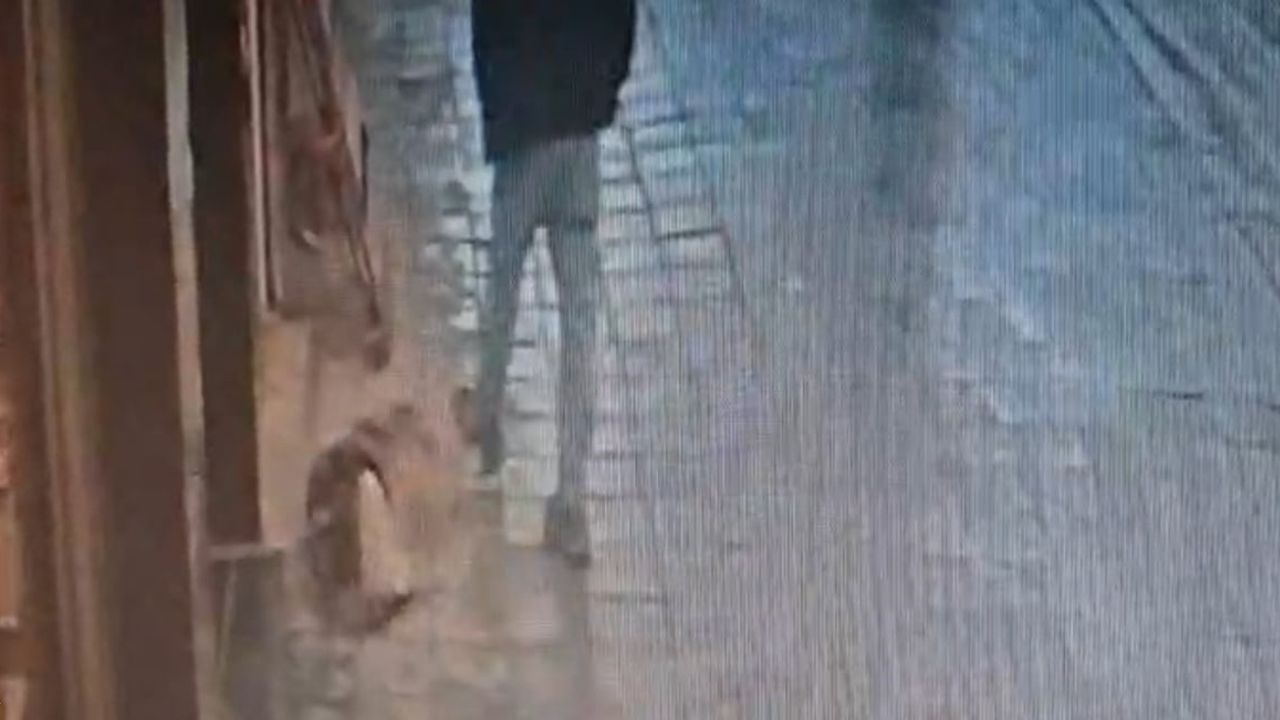 Avcılar'da uykudaki köpeğe tekme atılınca adam hastaneye kaldırıldı