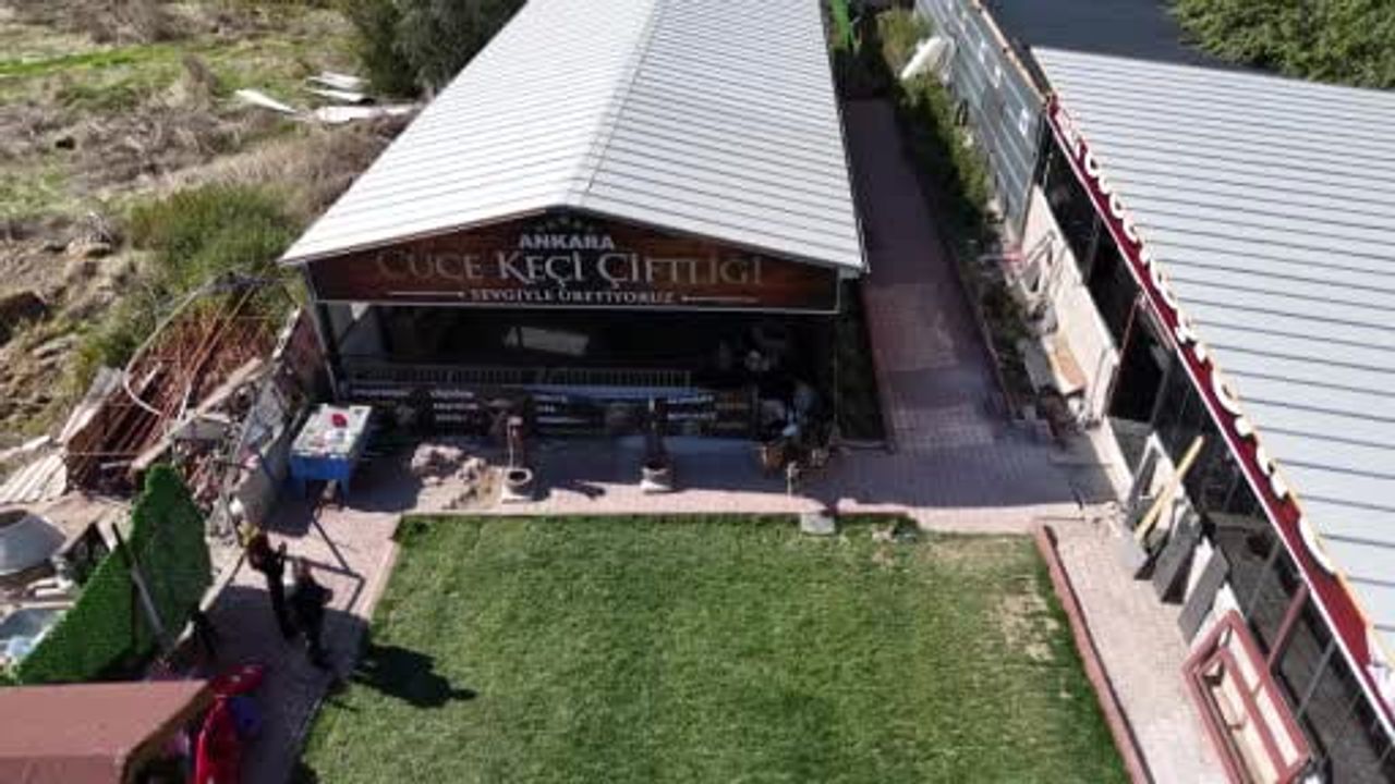 Ayaş'ta hobiyle başlayan çiftlik, Nijerya cüce keçileriyle 90'a ulaştı