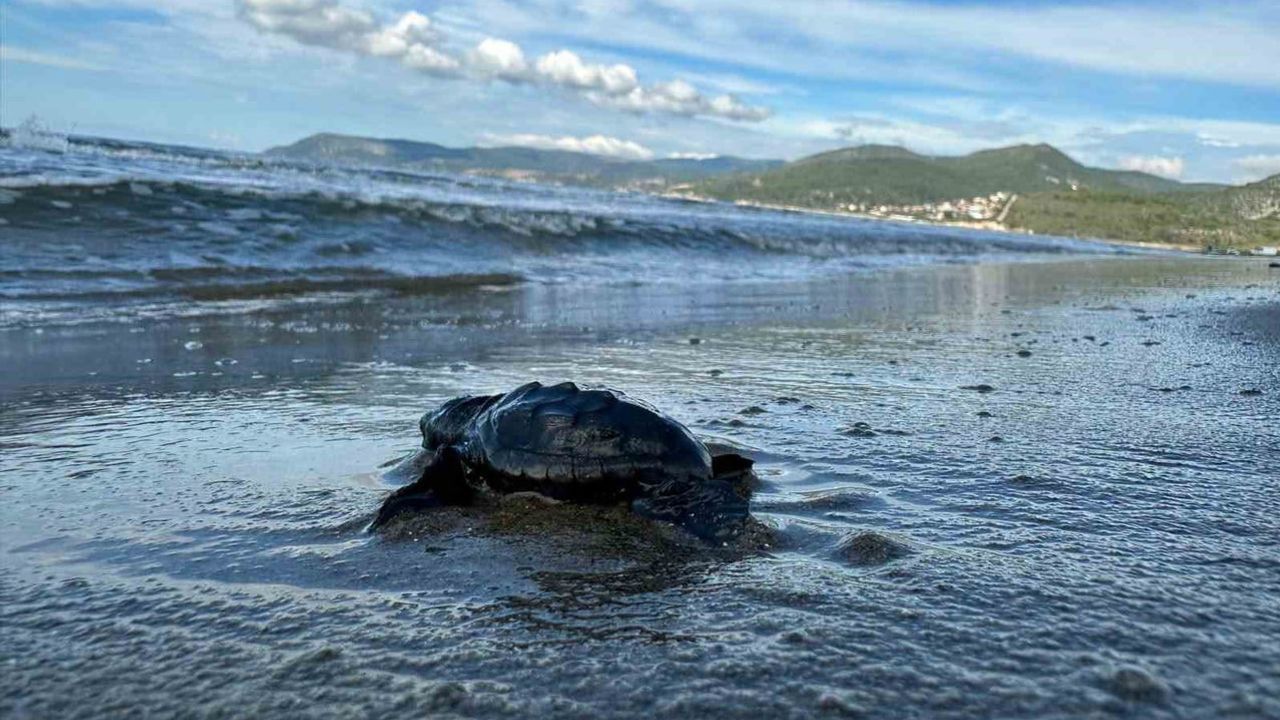 Aydın'da caretta caretta yavru çıkışları tamamlandı