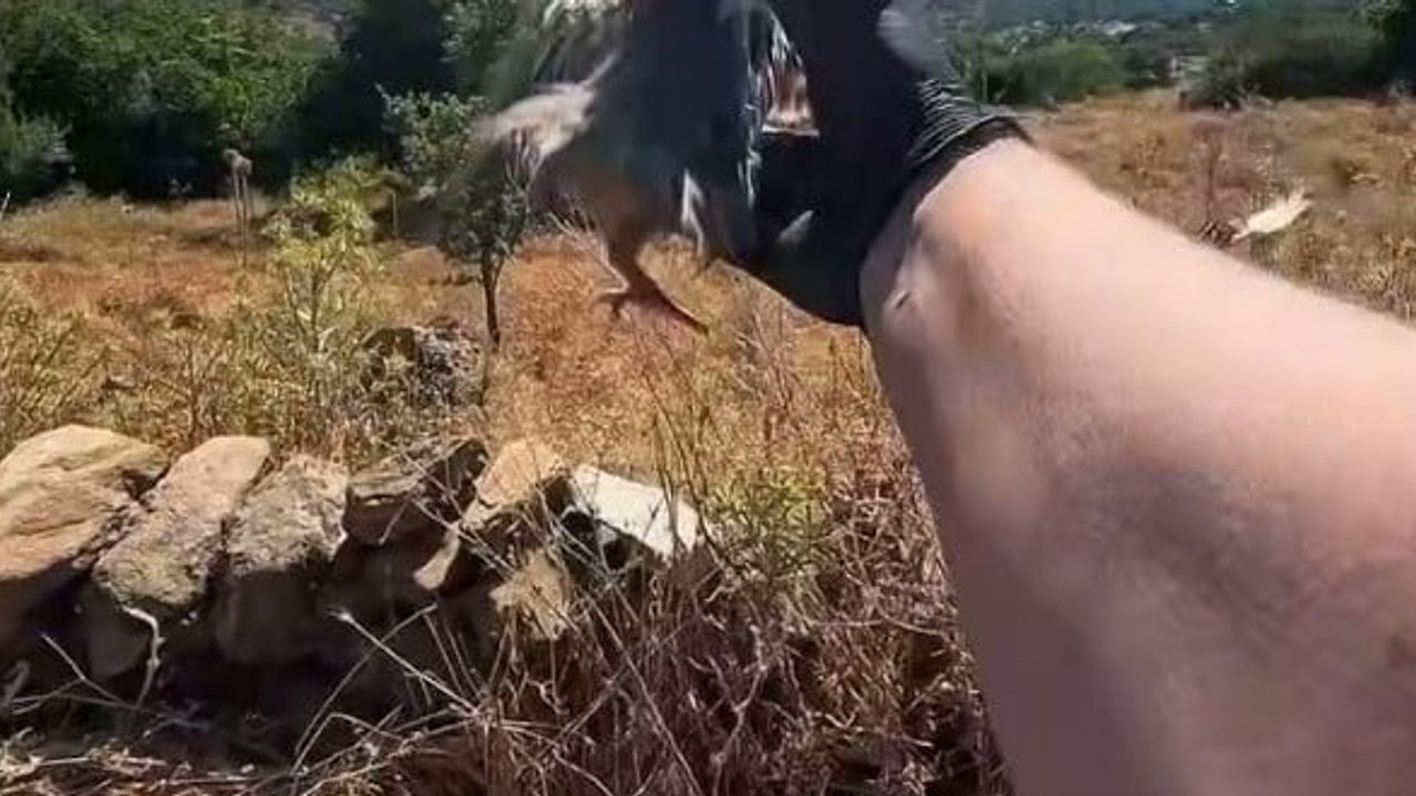 Aydın'da doğal dengeyi güçlendirmek için kınalı keklik salımı yapıldı