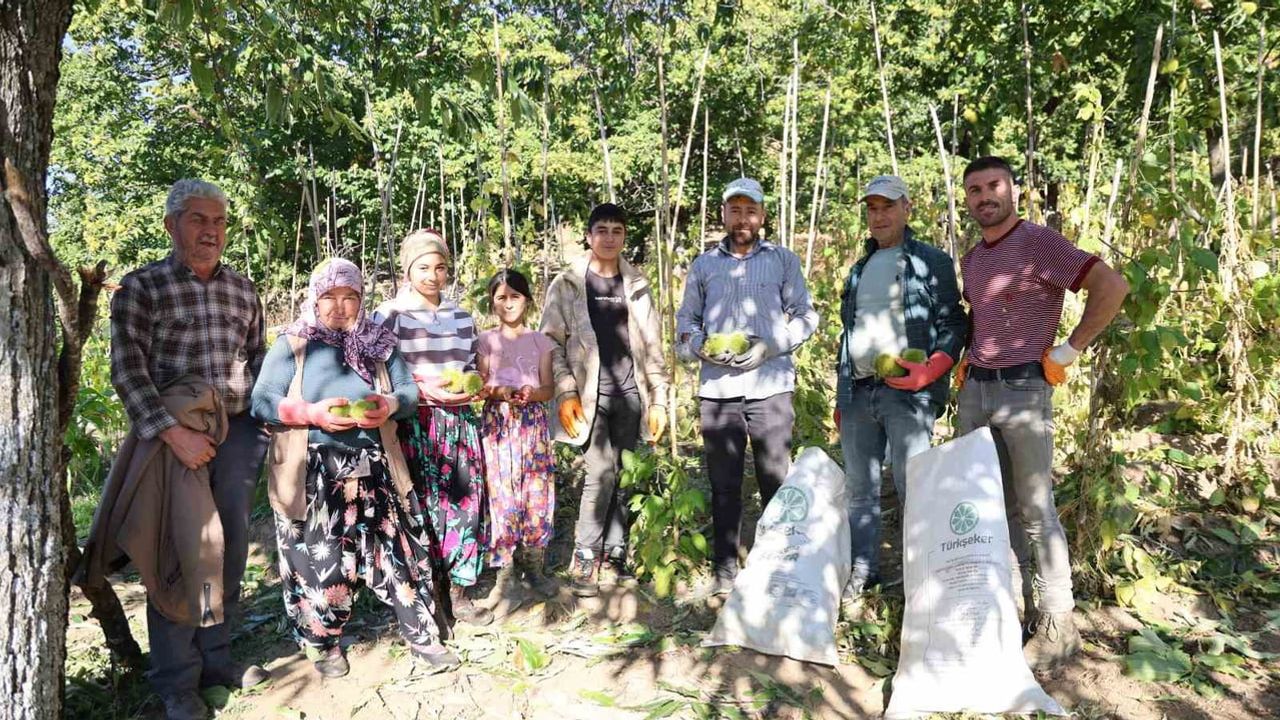 Aydın'da geciken kestane sezonu başladı, üreticiler rekolteyi izliyor