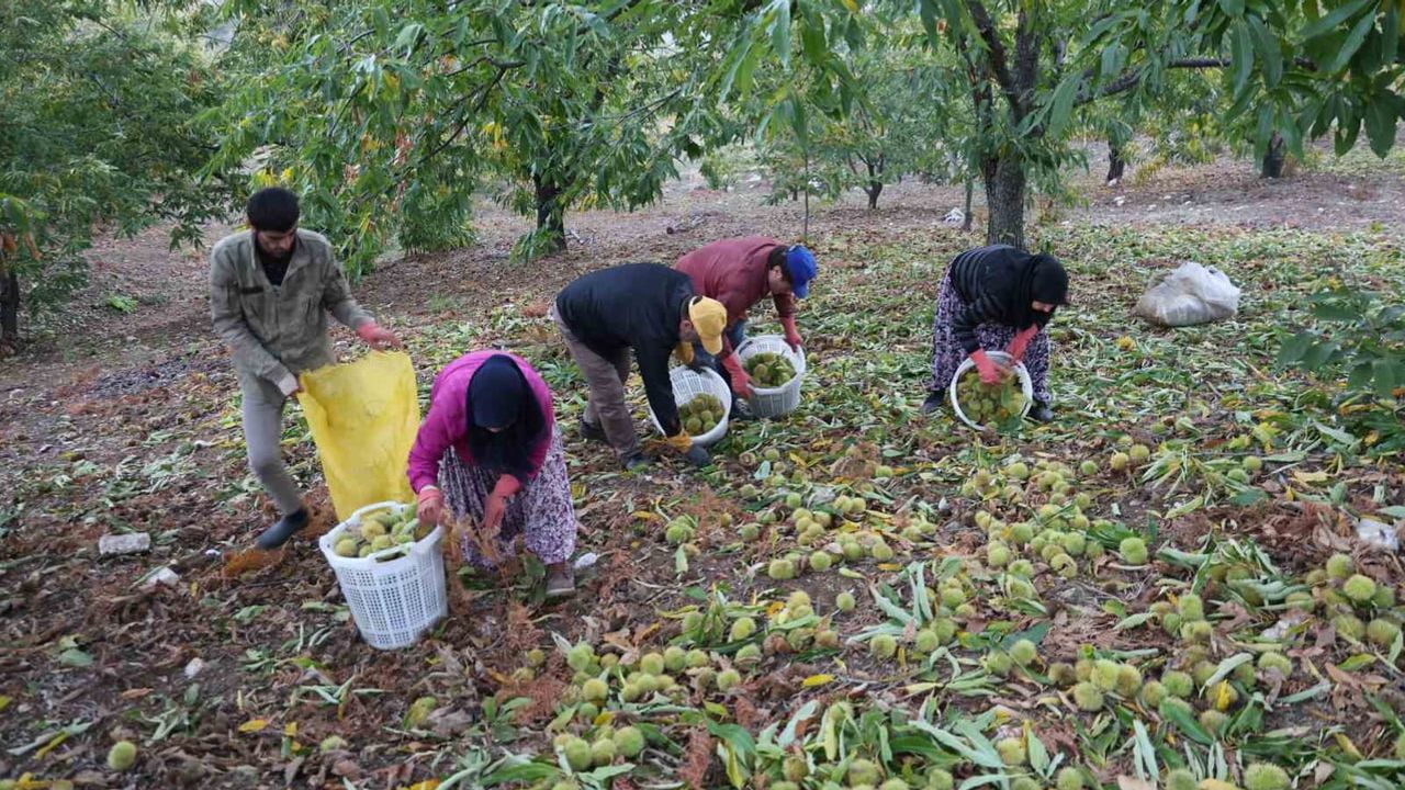 Aydın dağlarında hasat sona erdi: dökeklerde olgunlaşan kestane için 50 bin ton beklentisi
