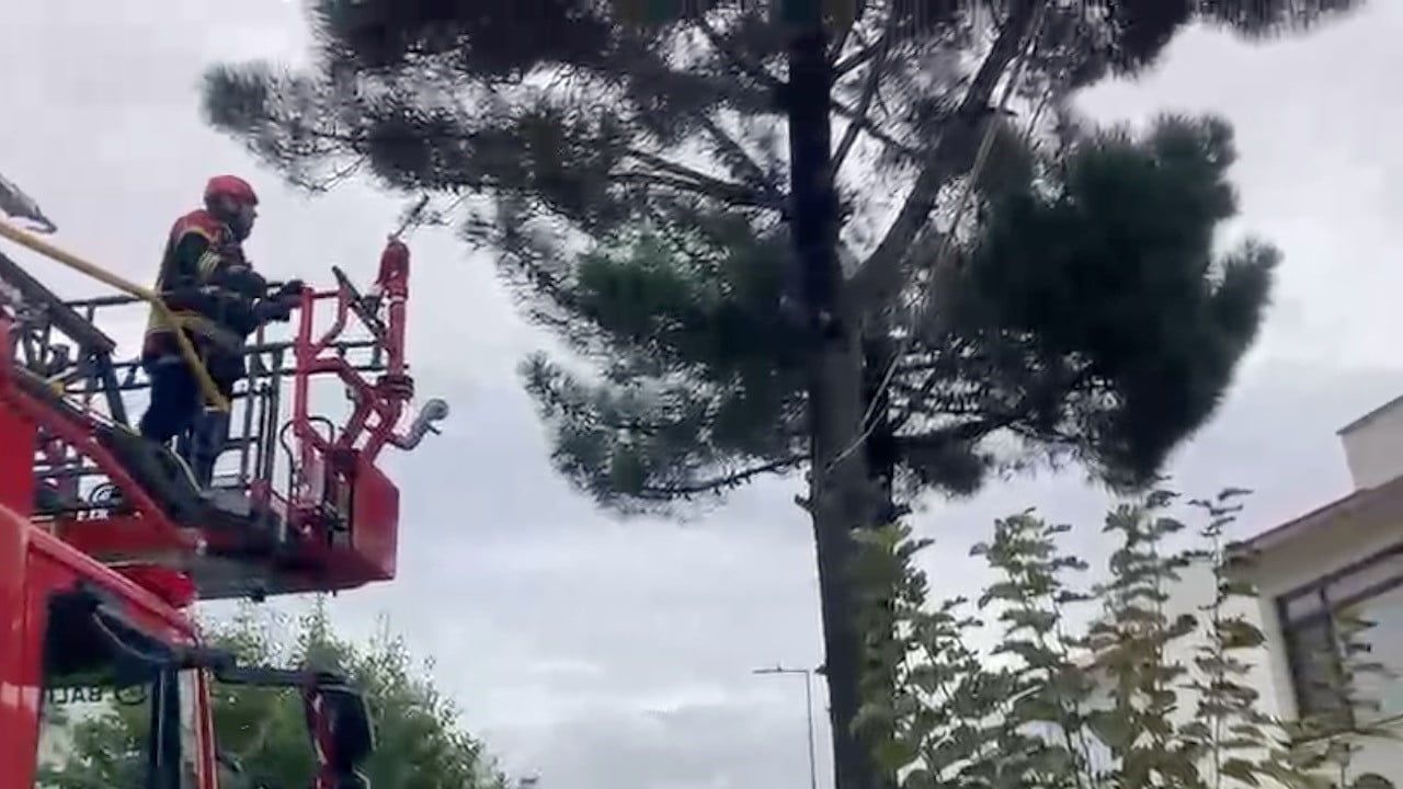 Ayvalık'ta merdivenle kurtarılan kedi sahibine teslim edildi