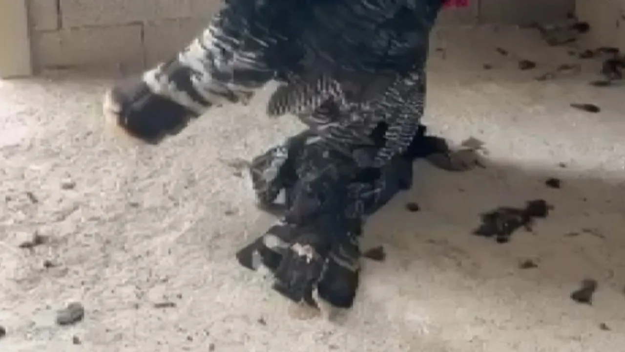 Bağ evinde dakikalarca başında bekledi: erkek hindi ölen dişi hindiyi uyandırmaya çalıştı