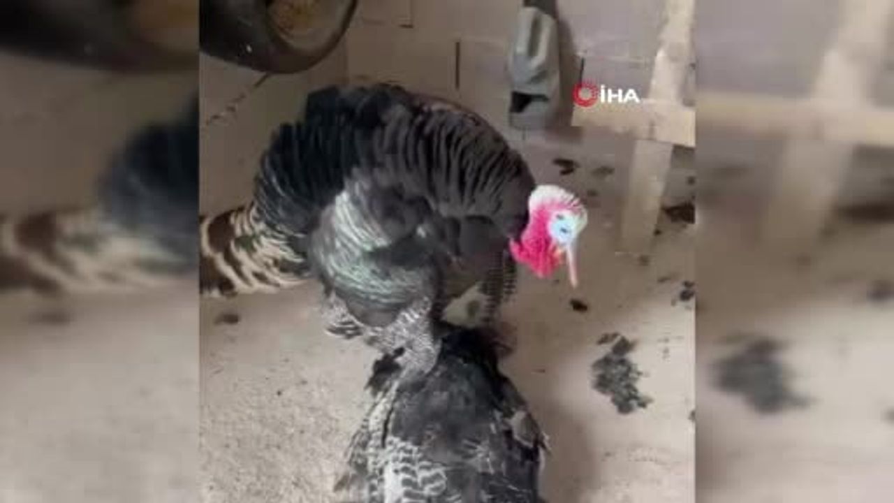 Bağ evinde dokunaklı bekleyiş: erkek hindi dişisinin başında kaldı