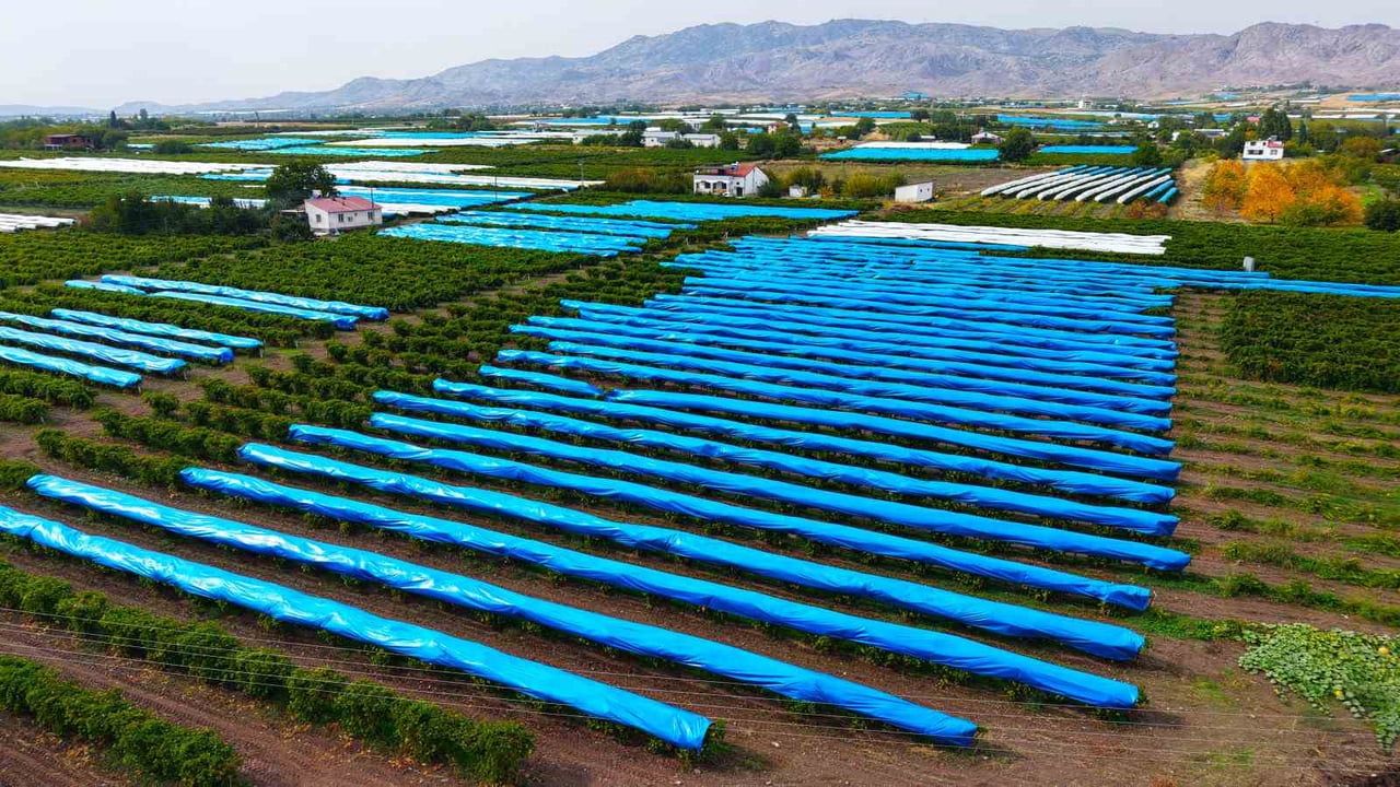 Bağları brandayla örttüler: 80 bin ton üzümü koruma çalışması