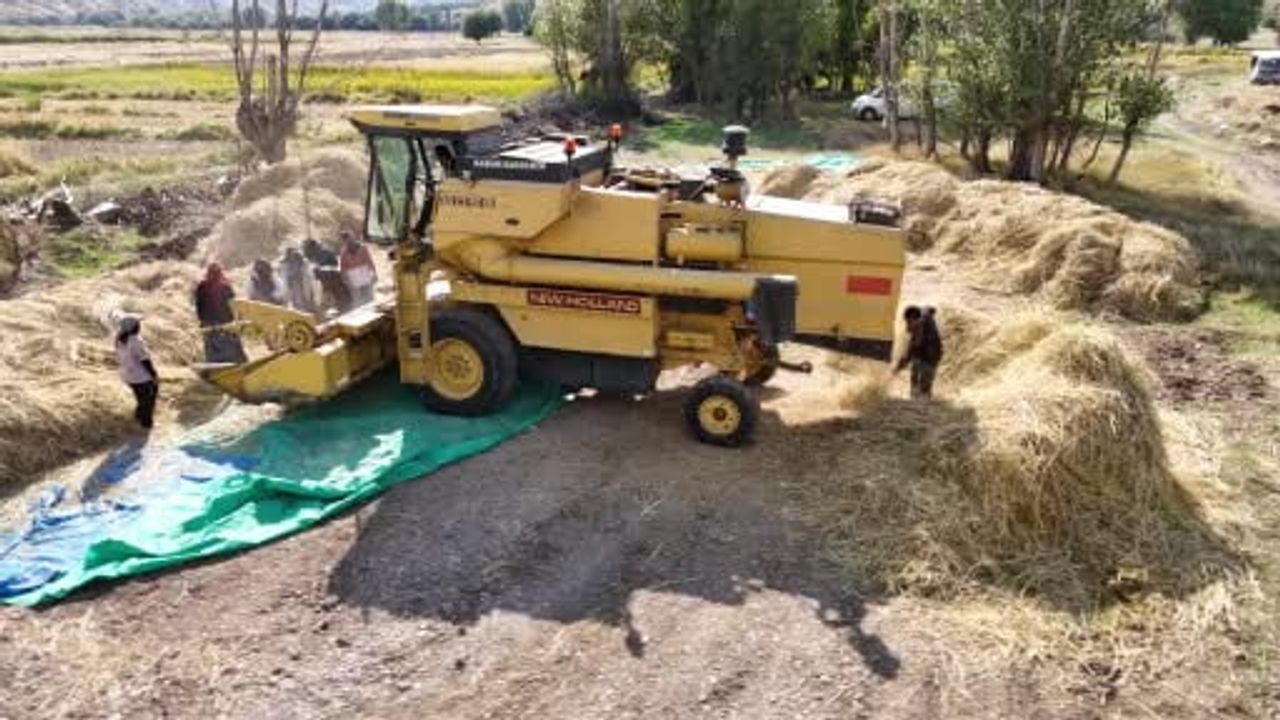 Bağlıca'da 40 yıl aradan sonra tarlalara pirinç bereketi geldi
