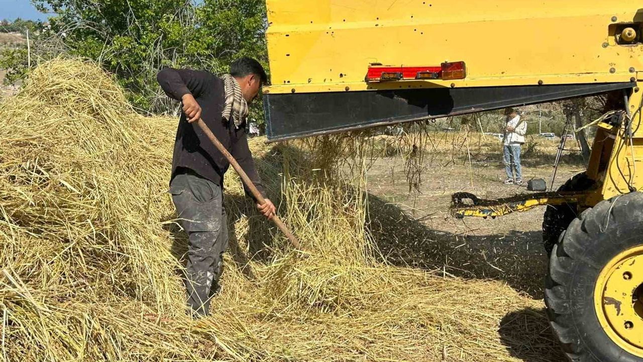 Bağlıca'da 40 yıllık ara sona erdi: çeltik tarlaları yeniden canlandı