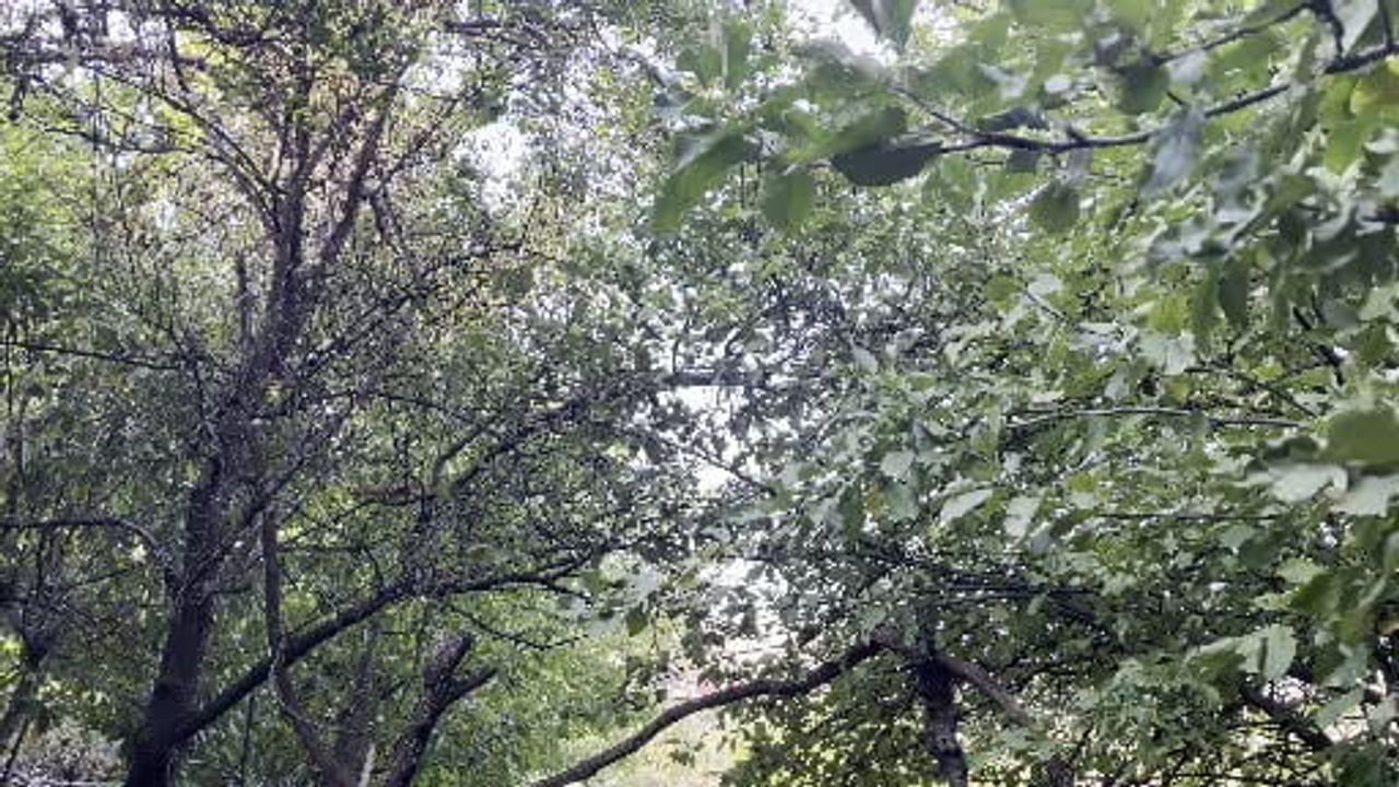 Bahçede insanlardan çekinmeden dolaşan sincap ilgi odağı oldu