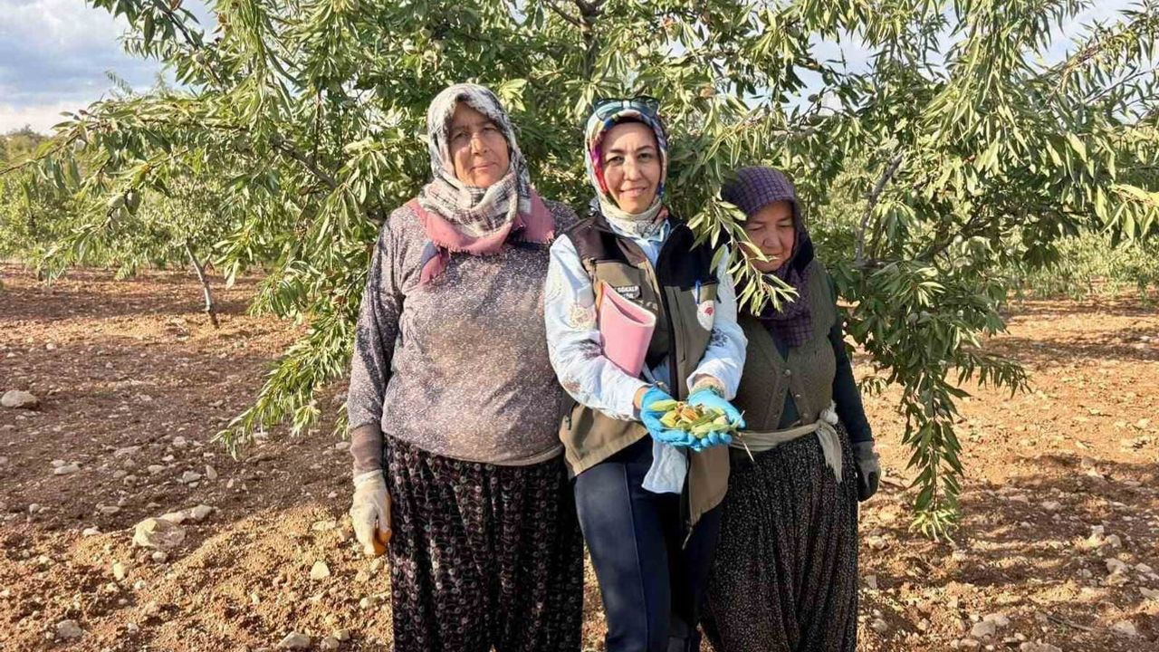Bahçelerde önlem seferberliği: Xylella tehdidine karşı saha taraması
