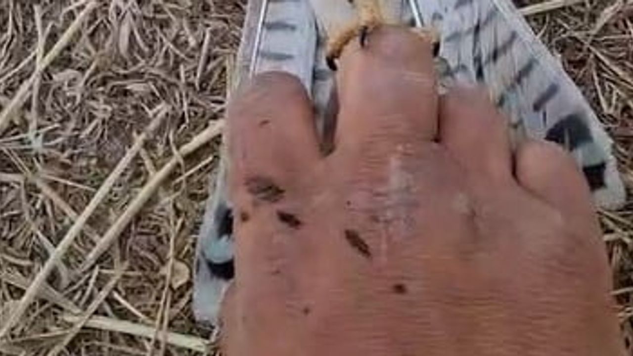 Bahçeye düşen yavru kerkenez suyla toparlandı ve uçtu